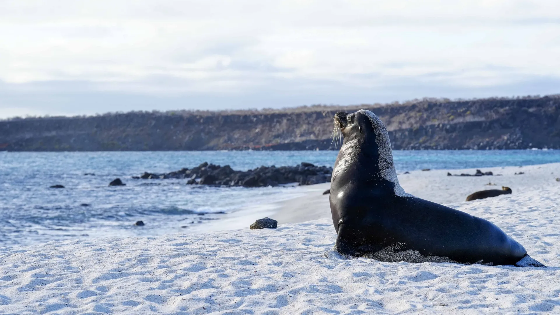 Galapagos wildlife filmed for Hurtigruten
