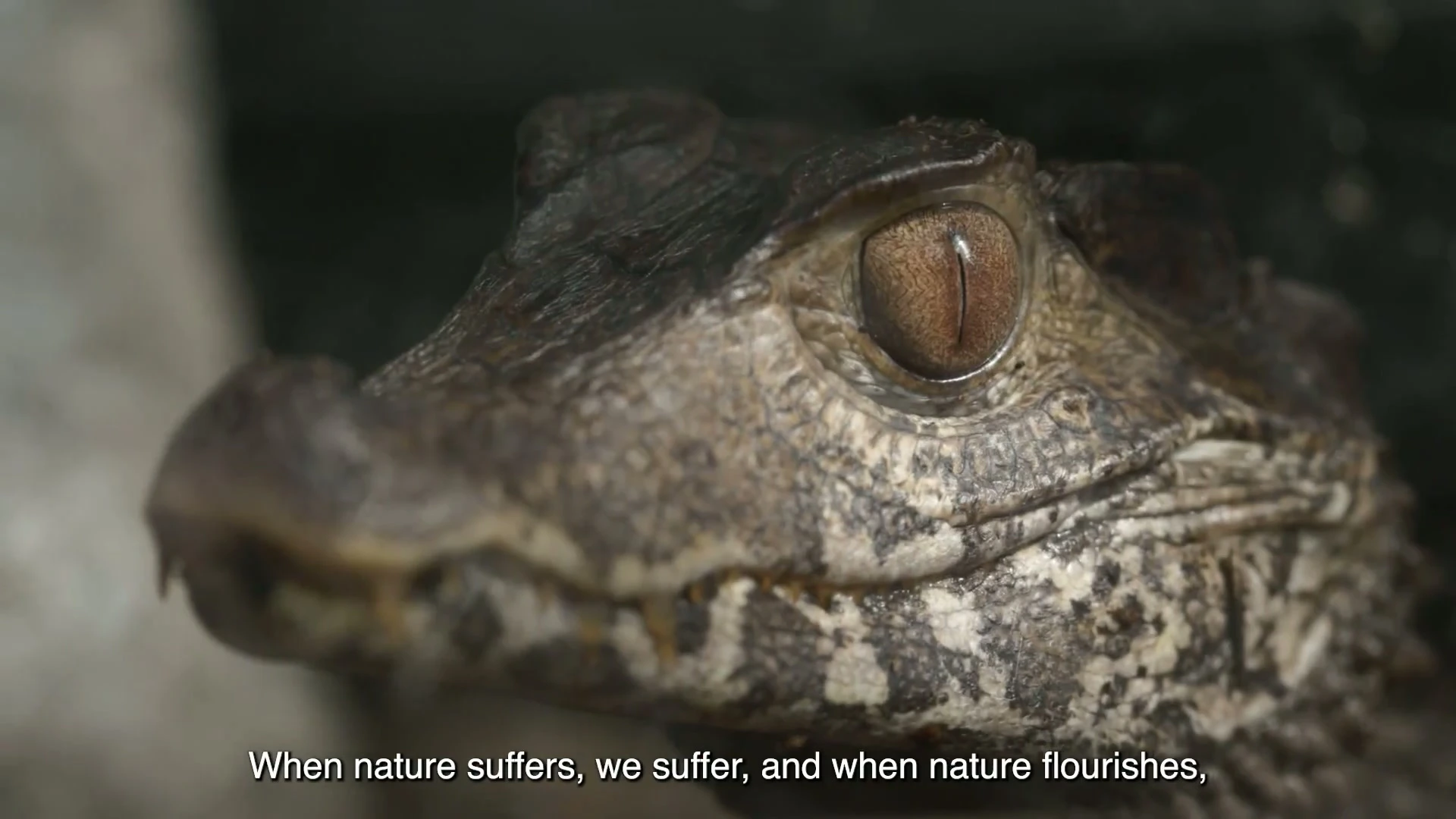 Still from Jane Goodall Institute