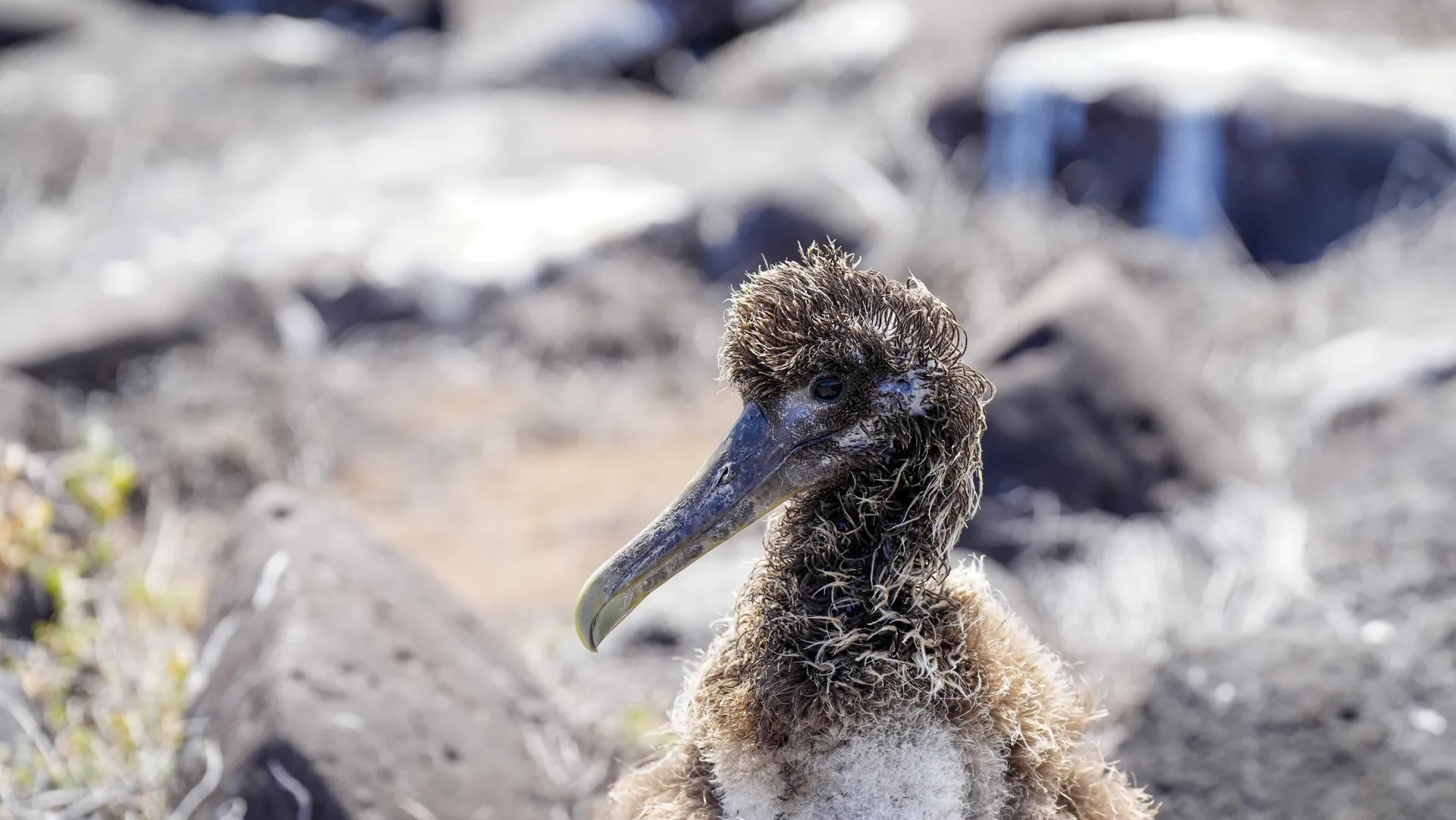 Young brown albatross chick with wet, fluffy feathers standing on rocky terrain