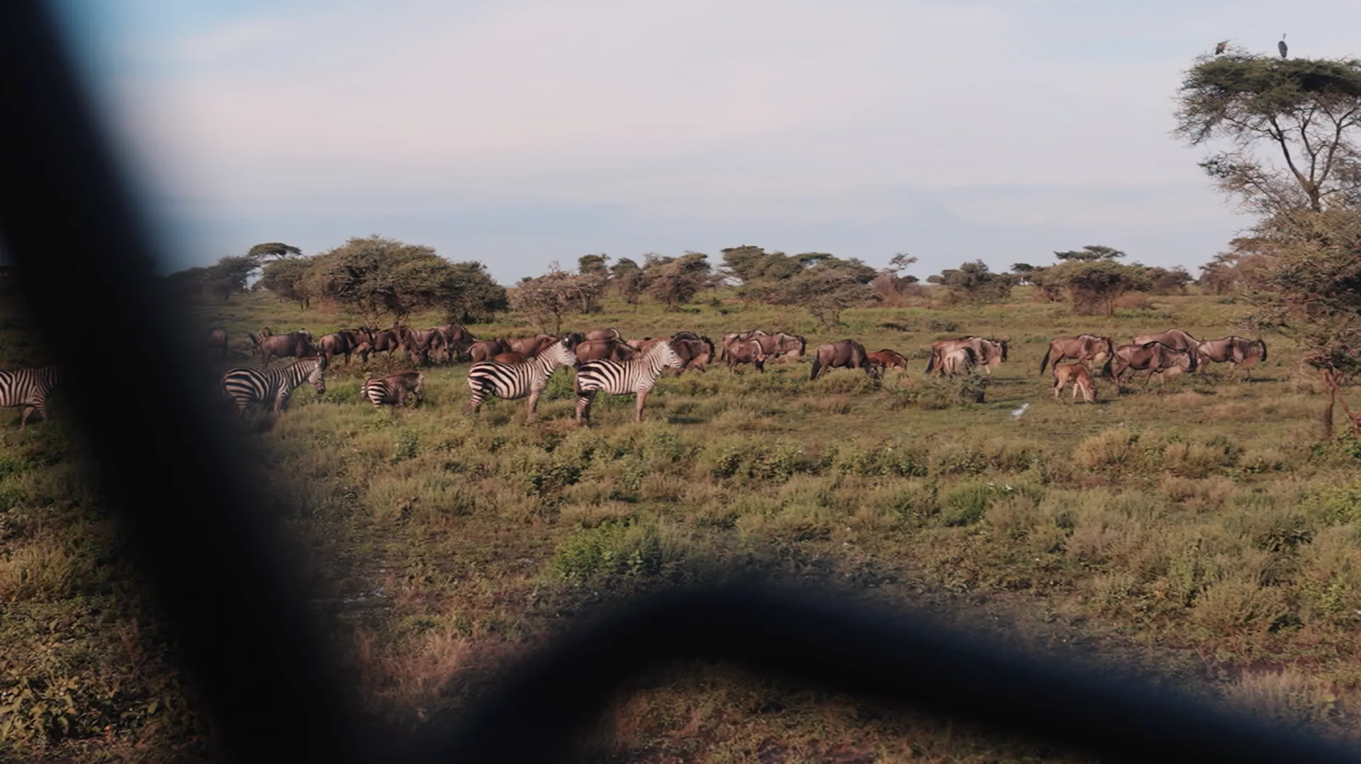 A grassy savannah with a herd of zebras and elephants, framed by the black bars of a vehicle window
