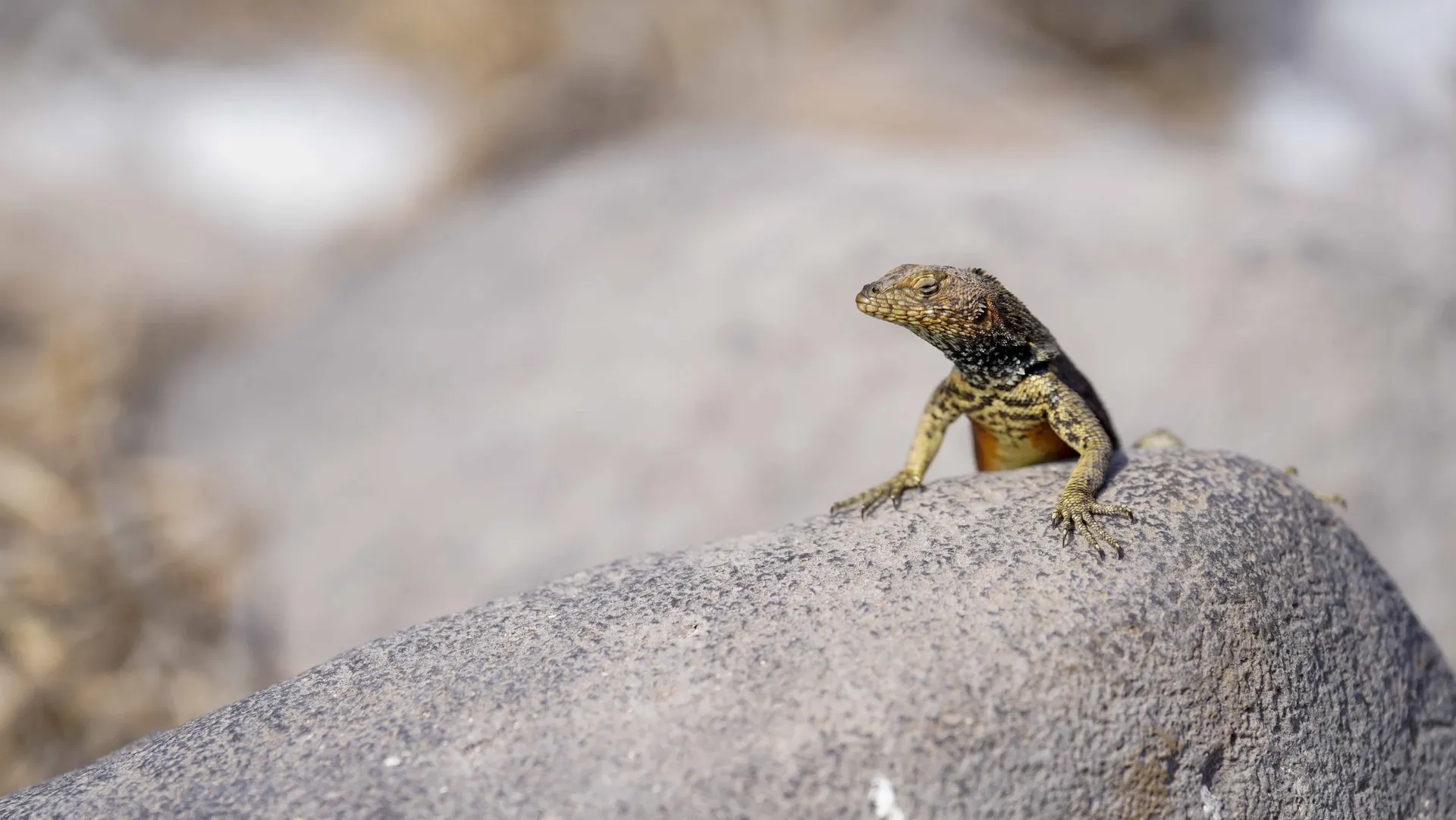 A small brown and yellow lizard climbing on a smooth, rounded rock