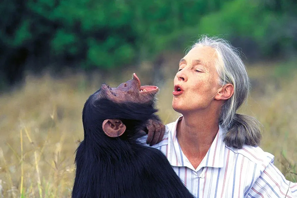 Dr Jane Goodall and a chimpanzee, both with eyes closed and lips puckered as if sharing a kiss
