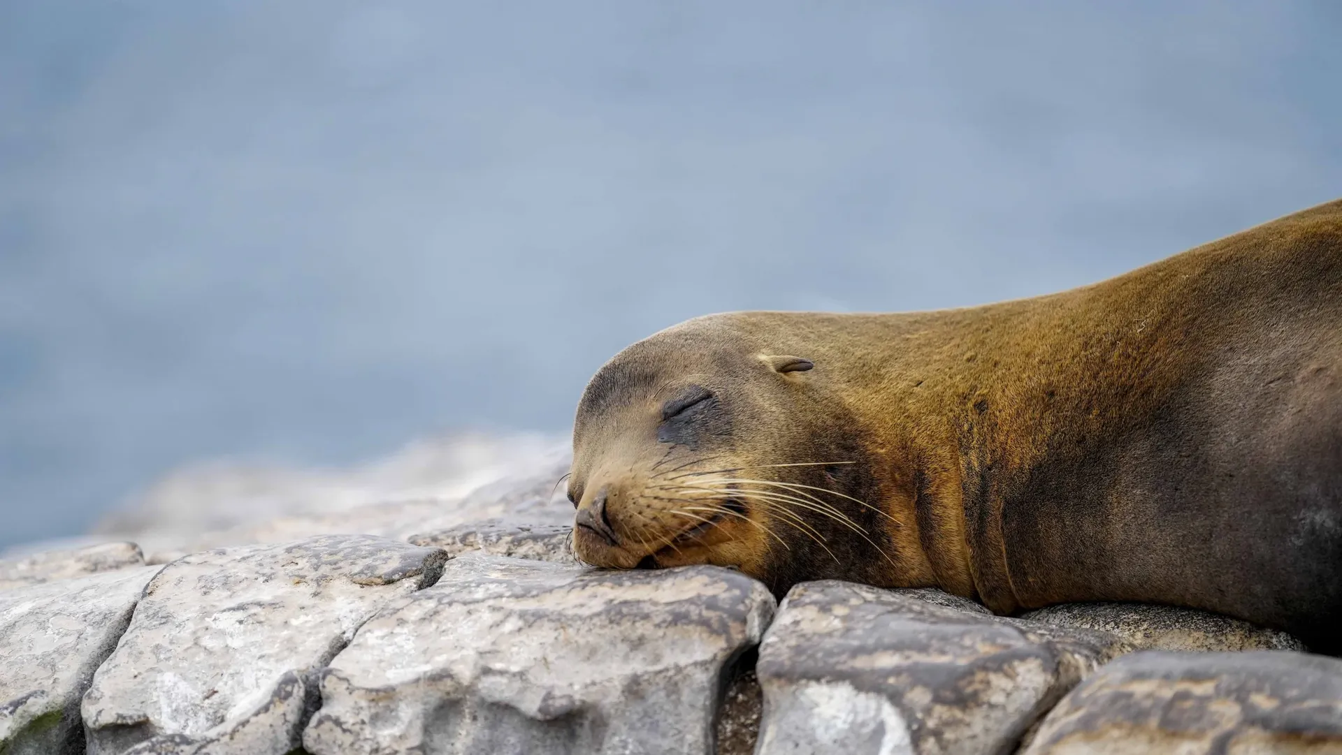 Galapagos landscape filmed for Hurtigruten