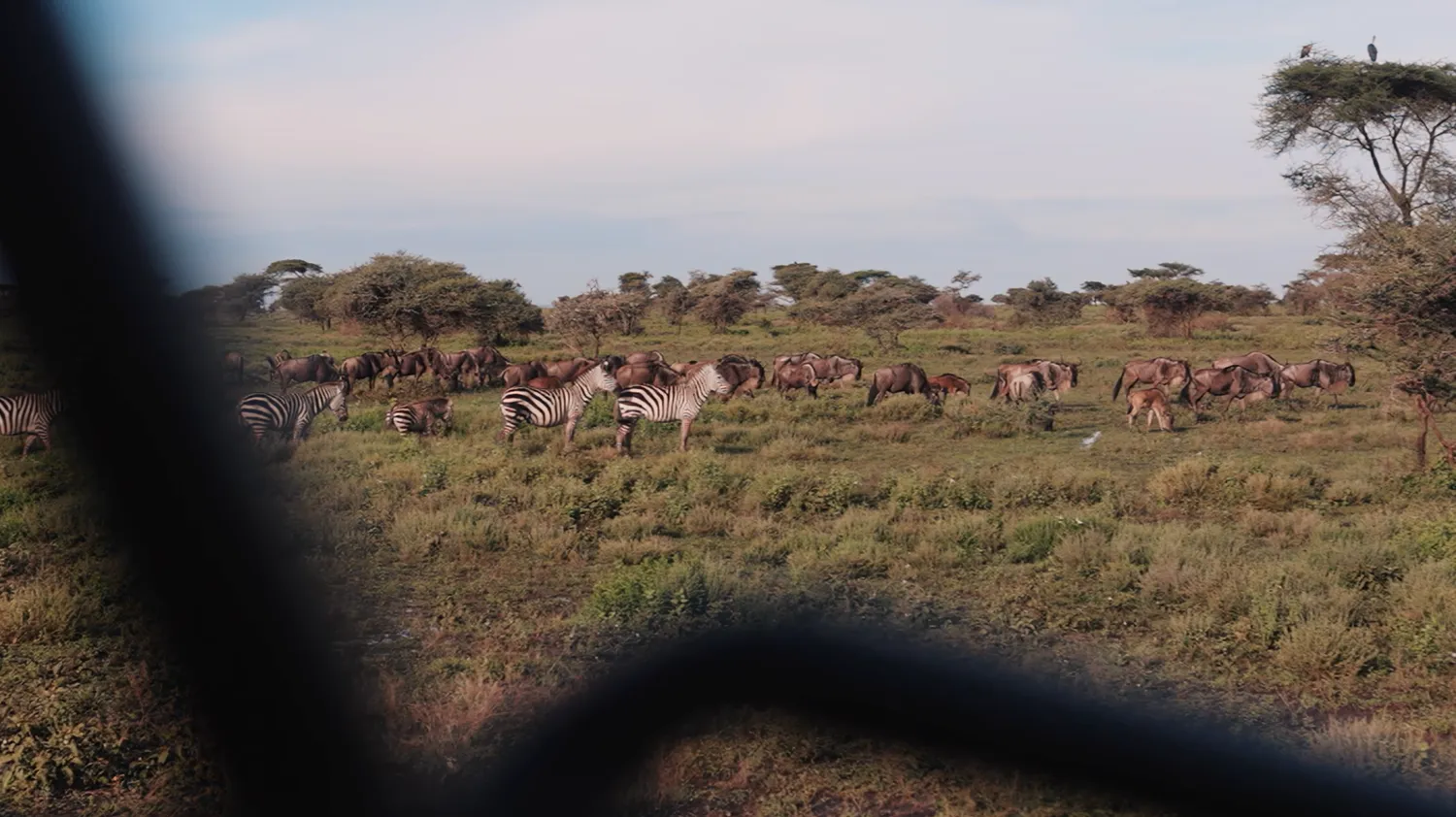Zebra grazing on the savannah seen from a safari vehicle